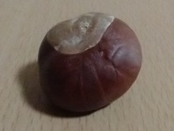 Kastanie Herbst 2026