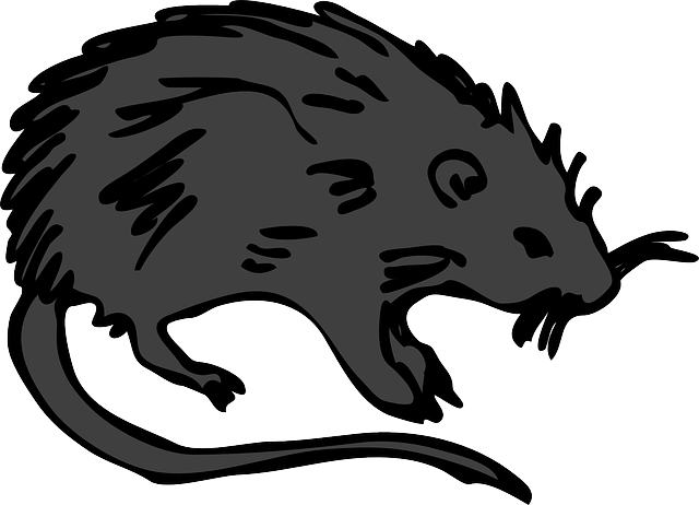 Gezeichnete schwarze Ratte